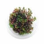 ADA - Rotala rotundifolia 'Blood Red' Tropica Rotala rotundifolia Blood Red