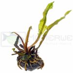 Dennerle - Aponogeton boivinianus (Bulb Only)