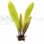 Dennerle - Aponogeton boivinianus (Bulb Only) 2