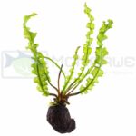 Dennerle - Aponogeton longiplumulosus (Bulb Only) 2