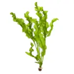 Dennerle Aponogeton ulvaceus Bulb