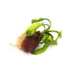 Dennerle Aponogeton ulvaceus Bulb Only