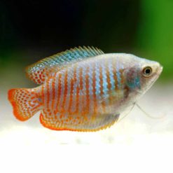 Dwarf Gourami or Trichogaster Ialius