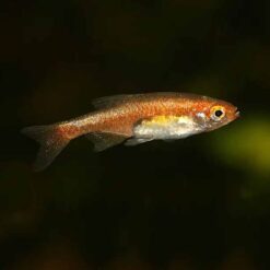 Red Dwarf Rasbora (Microrasbora rubescens)