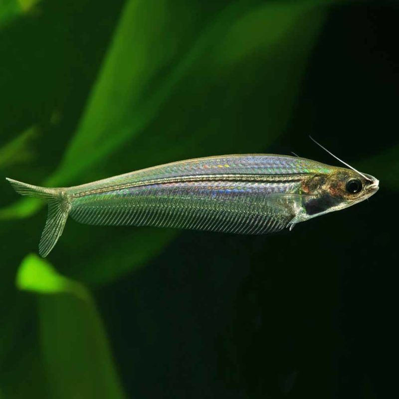 Glass Catfish (Kryptopterus vitreolus) Cape Town South Africa