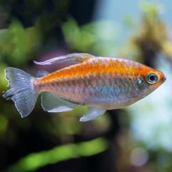 Congo Tetra (Phenacogrammus interruptus)