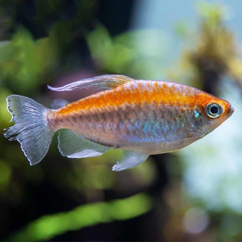 Congo Tetra (Phenacogrammus interruptus) - CT - South Africa