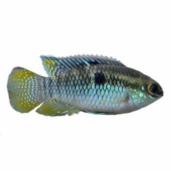 Dwarf Flag Cichlid (Laetacara curviceps)