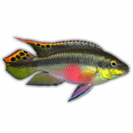 Kribensis (Pelvicachromis pulcher) 1
