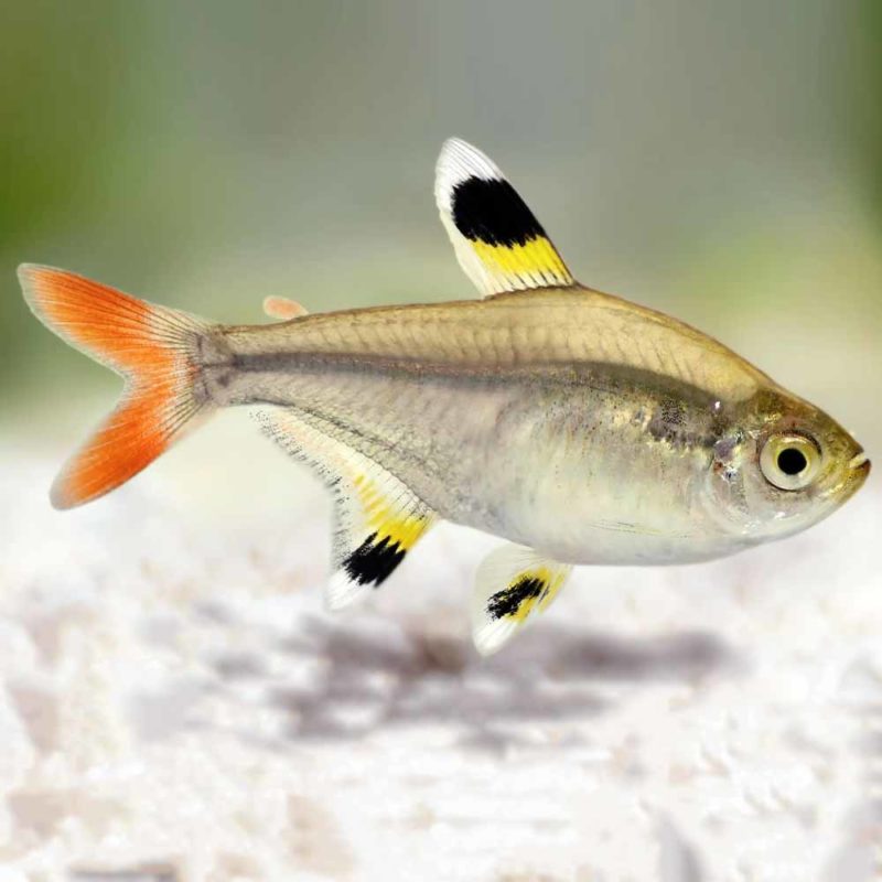 Xray Tetra (Pristella maxillaris) Cape Town South Africa