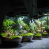 Bioloark - Bio Bottle Terrarium