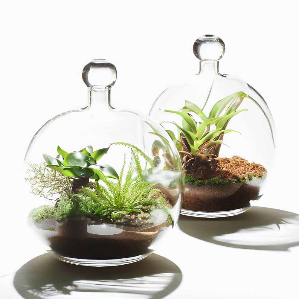 Terrarium Sets McMerwe Cape Town South Africa