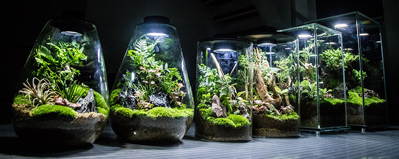 Bioloark - Bio Bottle Terrarium