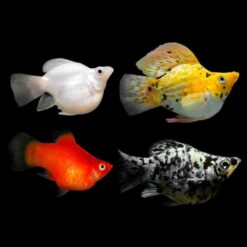 Assorted Balloon Molly (Poecilia sphenops)