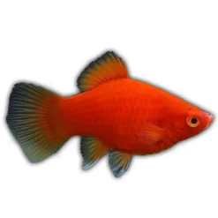Coral Red Platy
