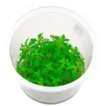 ADA Proserpinaca Palustris or Mermaid Weed