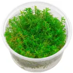ADA Rotala rotundifolia