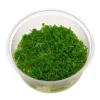 ADA Rotala rotundifolia Green