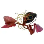 Dennerle Nymphaea lotus Red Bulb
