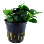 Tropica Anubias barteri Petite