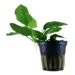 Tropica Anubias var Nana