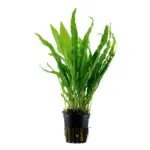 Tropica Microsorum pteropus Java Fern