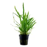 Tropica Microsorum pteropus Narrow