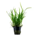 Tropica Microsorum pteropus Trident