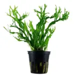 Tropica Microsorum pteropus Windelov