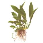 ADA Anubias barteri glabra
