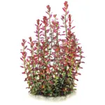 ADA Rotala Ramosior Florida