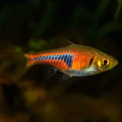 Lampchop Rasbora or Trigonostigma espei