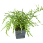 Tropica Bolbitis heudelotii XL