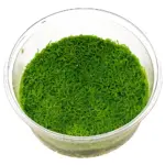 ADA Riccia Fluitans