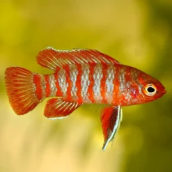 Scarlet Badis or Dario dario