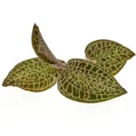 ADA Anoectochilus roxburghii