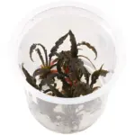 ADA Cryptocoryne Balansae