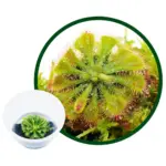 ADA Drosera Spatulata