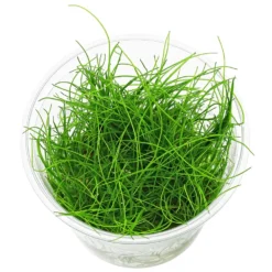 ADA Eleocharis montevidensis 'tall hair grass'