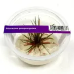 ADA Eriocaulon quinquangulare