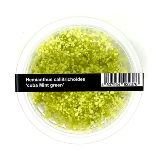 ADA Hemianthus callitrichoides Mint Green