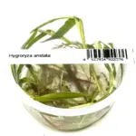 ADA Hygroryza aristata
