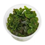 ADA Ludwigia Sphaerocarpa