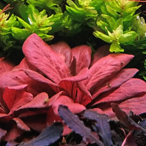 ADA Samolus parviflorus Red