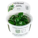 Tropica Anubias barteri Nana