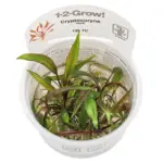 Tropica Cryptocoryne nurii