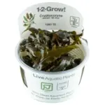 Tropica Cryptocoryne wendtii Mi Oya