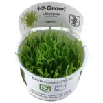 Tropica Lilaeopsis Brasiliensis