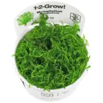 Tropica Myriophyllum mattogrossense a