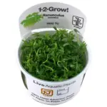 Tropica Ranunculus inundatus